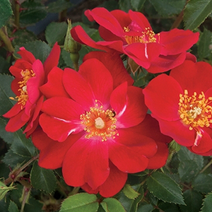 Web trgovina ruža - polianta ruže  - crvena  - Rosa  Amulet™ - - - PhenoGeno Roses - Élénk vörös színű virágai kellemes kontrasztot alkotnak lombozatával.